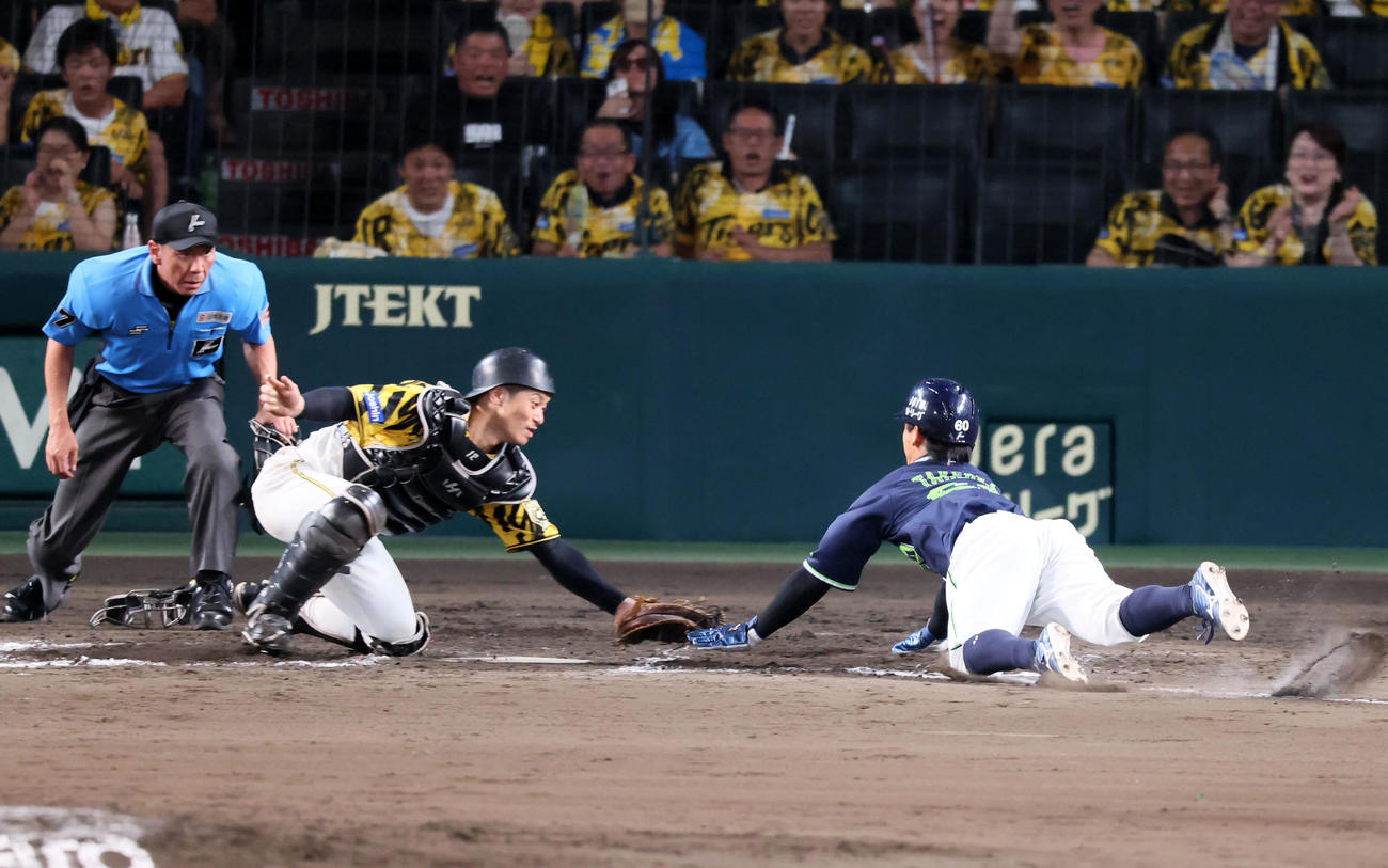 阪神対ヤクルト　9回表ヤクルト1死二、三塁、三塁走者武岡は増田の右飛の右飛で本塁突入も憤死。捕手坂本（撮影・加藤哉）