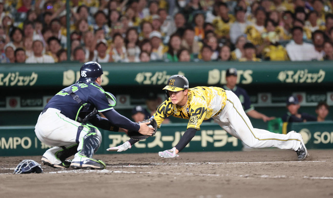 阪神対ヤクルト　5回裏阪神1死一、三塁、小幡は伊藤将のバントで生還を狙うがタッチアウト（撮影・宮崎幸一)