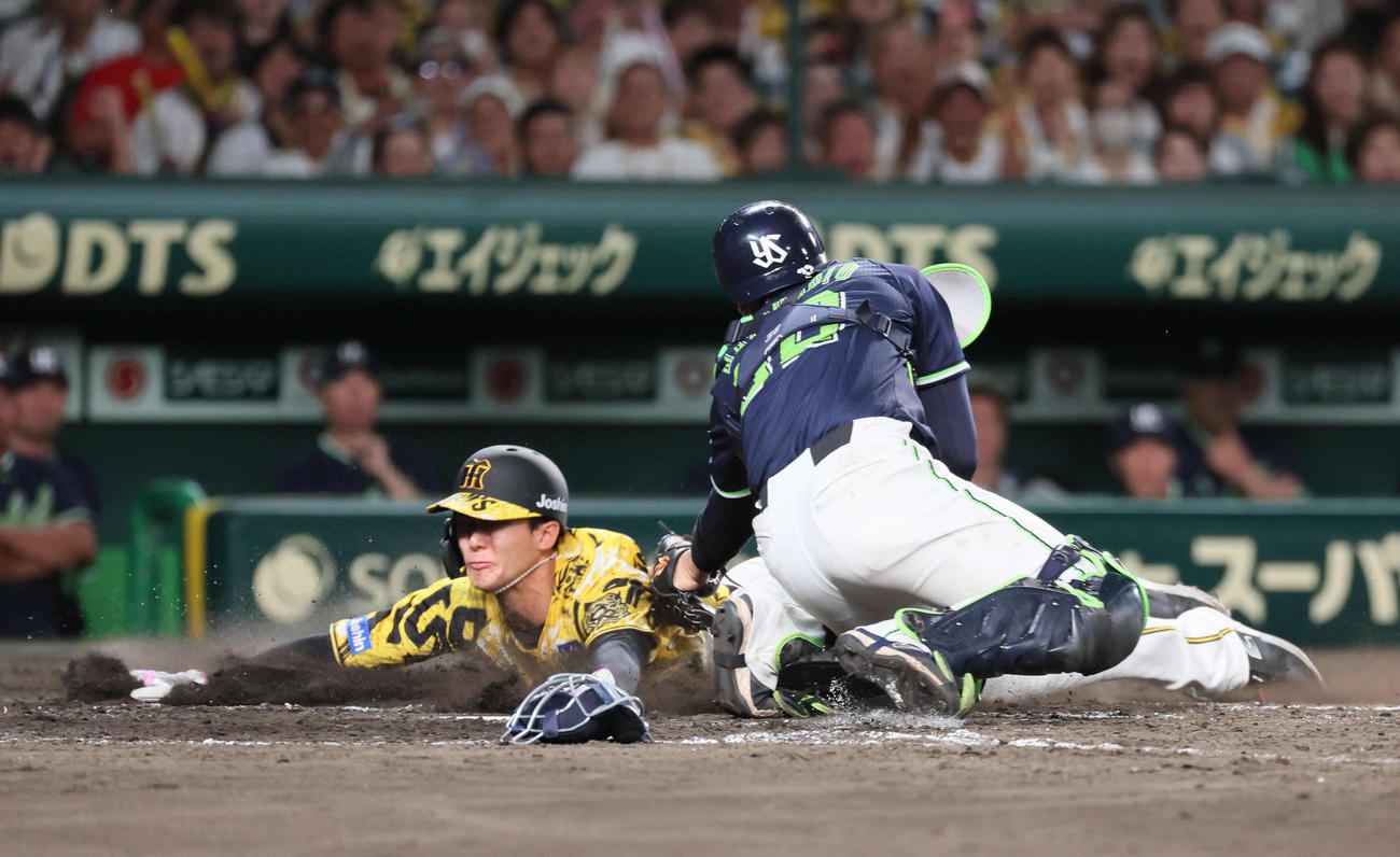 阪神対ヤクルト　5回裏阪神1死一、三塁、小幡は伊藤将のバントで生還を狙うがタッチアウト（撮影・宮崎幸一)