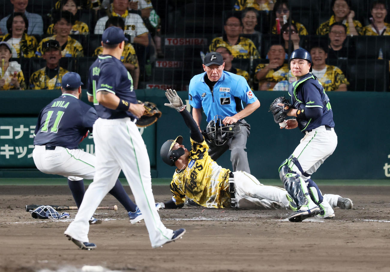 阪神対ヤクルト　5回裏阪神1死一、三塁、三塁走者小幡は伊藤将のスクイズバントで本塁突入も憤死（撮影・加藤哉）