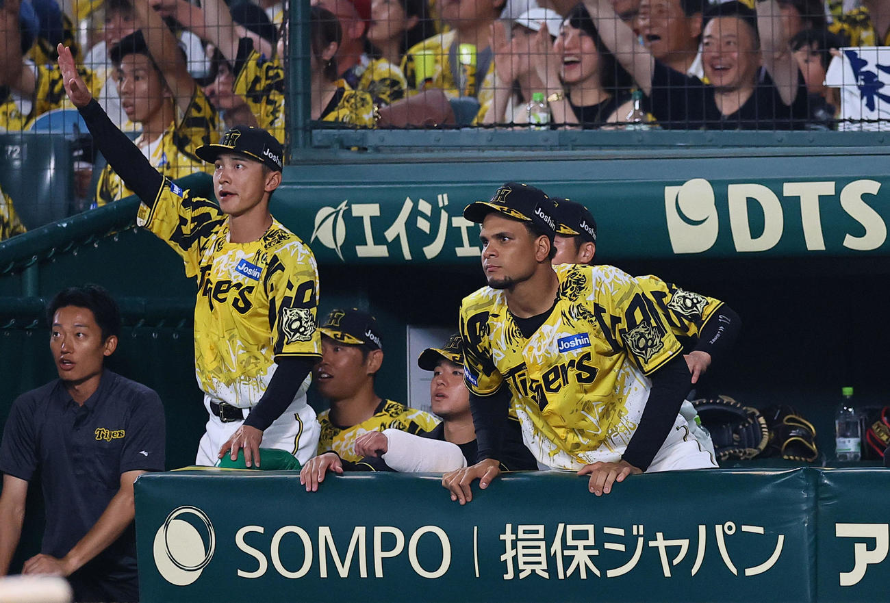 阪神対中日　7回裏阪神2死、森下の同点本塁打をベンチから見つめる高橋（中央）（撮影・藤尾明華）