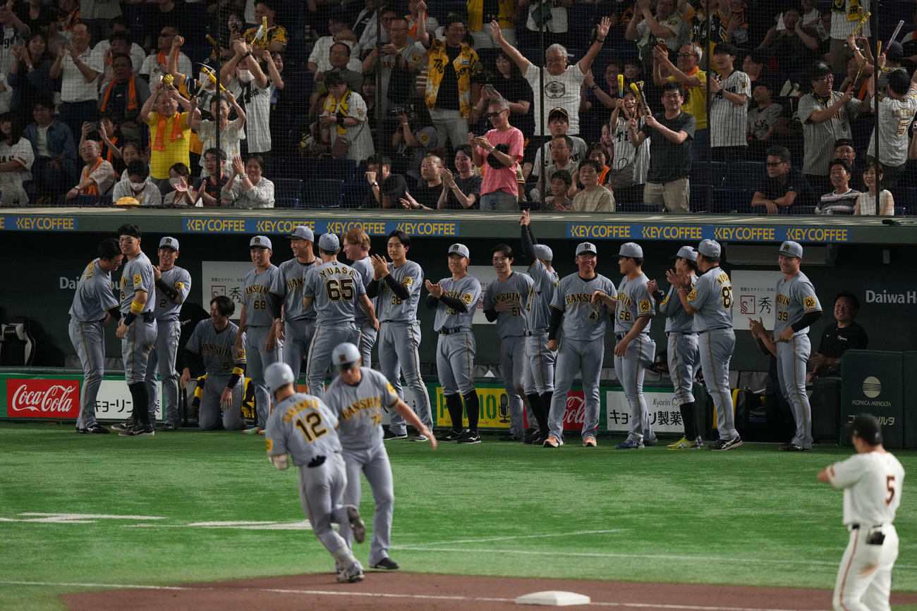 巨人対阪神　11回表阪神1死一塁、坂本の2ラン本塁打で盛り上がる阪神ベンチ（撮影・井上学）