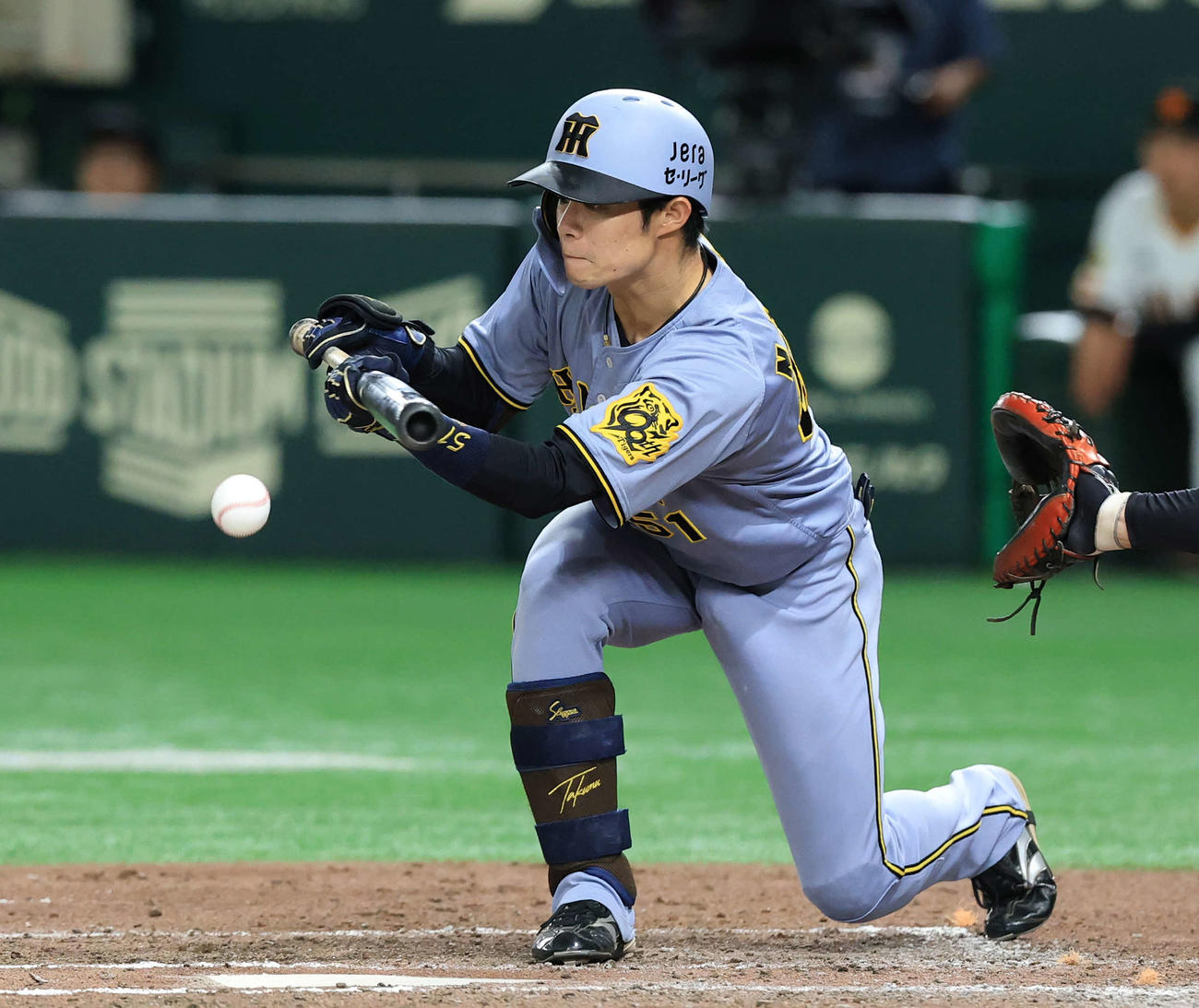 巨人対阪神　8回表阪神無死一塁、中野は送りバントを決める（撮影・浅見桂子）