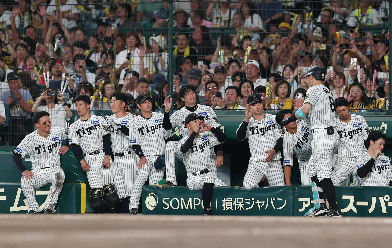 阪神対DeNA 6回裏阪神1死、本塁打を放った佐藤輝を迎える阪神の選手たち（撮影・前田充）