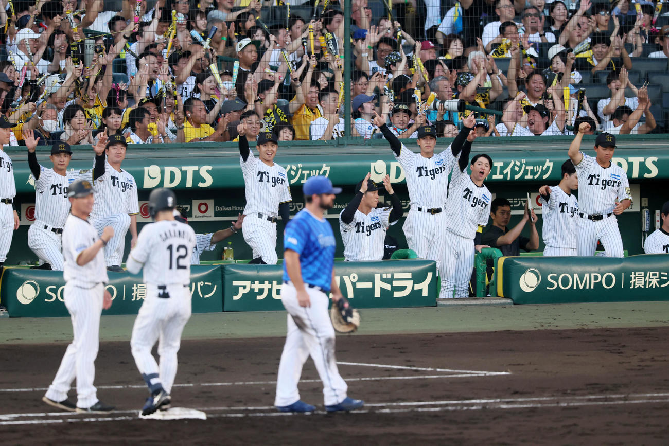 阪神対DeNA 2回裏阪神2死二塁、坂本の左前適時打にベンチで盛り上がるナイン（撮影・加藤哉）