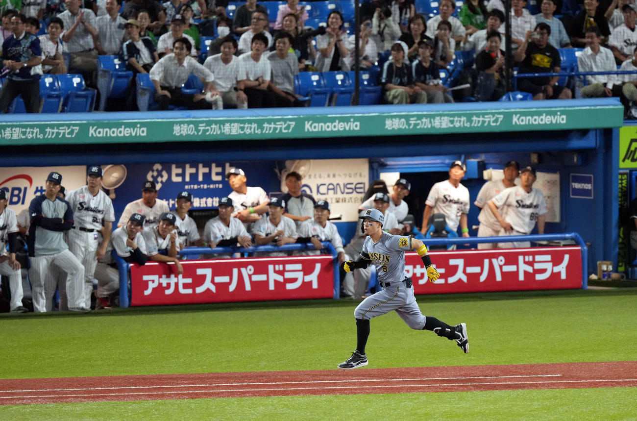 ヤクルト対阪神　10回表阪神2死二塁、右前に適時二塁打を放ち打球の行方を見る佐藤輝（撮影・たえ見朱実）