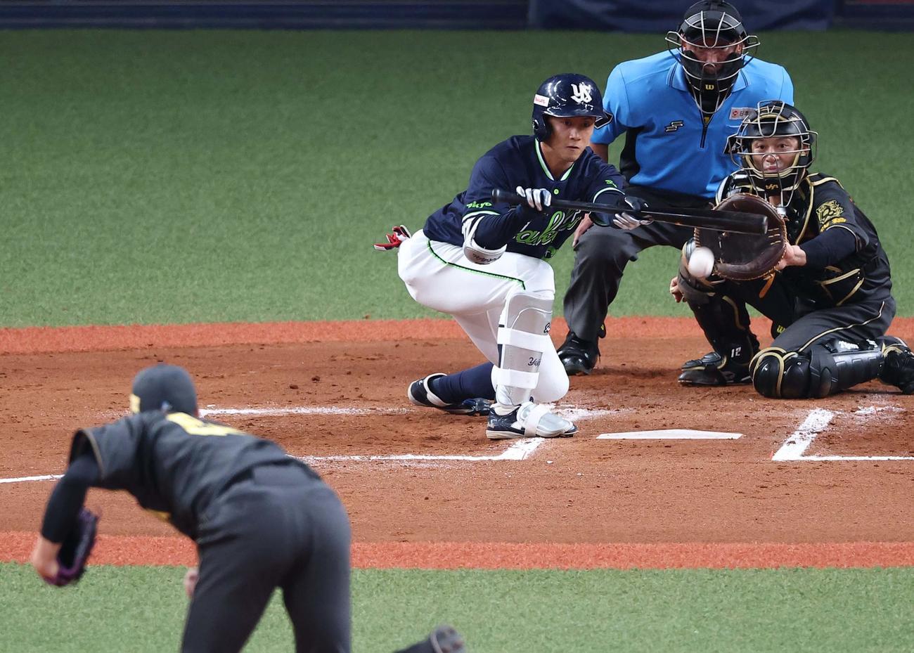 阪神対ヤクルト　7回表ヤクルト無死一塁、岩田はバント安打を決める（撮影・上田博志）