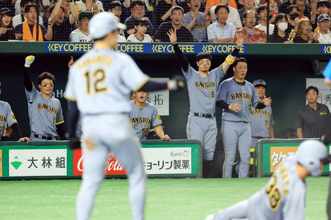 巨人対阪神　4回表阪神2死二、三塁、近本の左適時打で小幡（手前右下）が4点目の生還をし、喜ぶ佐藤輝（右から4人目）、大山（同3人目）ら阪神ベンチ（撮影・浅見桂子）