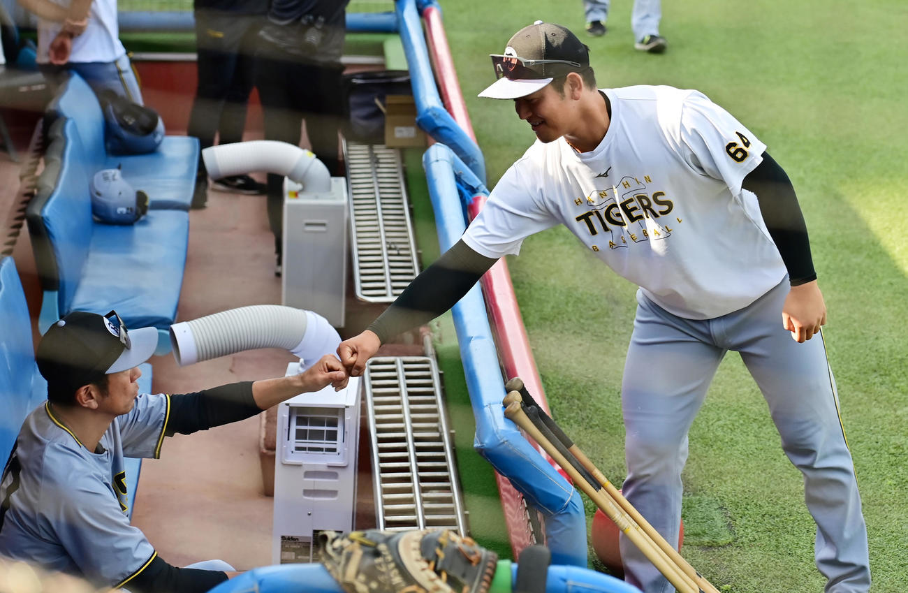 ヤクルト対阪神　試合前、グータッチを交わす阪神田中コーチ（左）と岡留（撮影・清水貴仁）