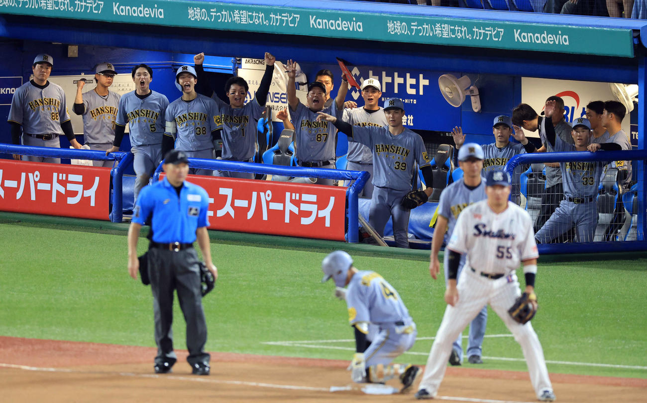 ヤクルト対阪神　8回表阪神無死、熊谷（手前）が左三塁打を放ち喜ぶ阪神ベンチ（撮影・浅見桂子）
