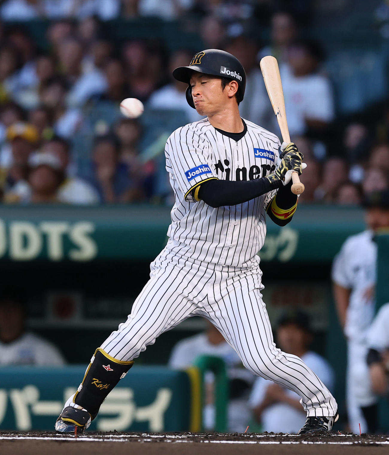 阪神対巨人　1回裏阪神無死、四球を選ぶ近本（撮影・藤尾明華）