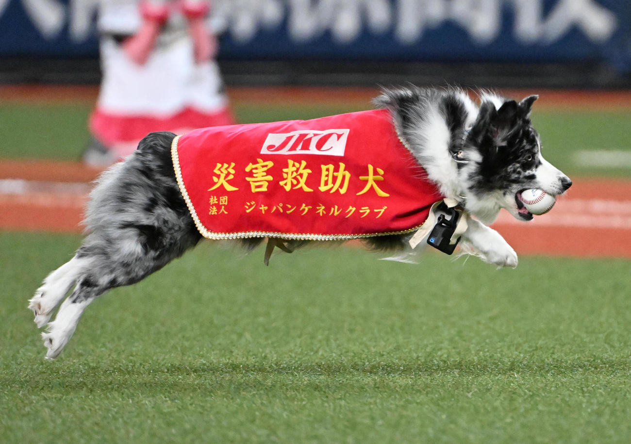 オリックス対日ハム　特別始球式でボールを運ぶ災害救助犬のアッシュ（撮影・石井愛子）