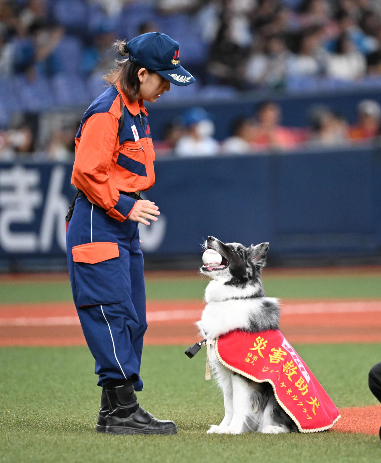 オリックス対日本ハム　特別始球式を行う災害救助犬「アッシュ」と訓練士の中野汀彩さん（撮影・和賀正仁）