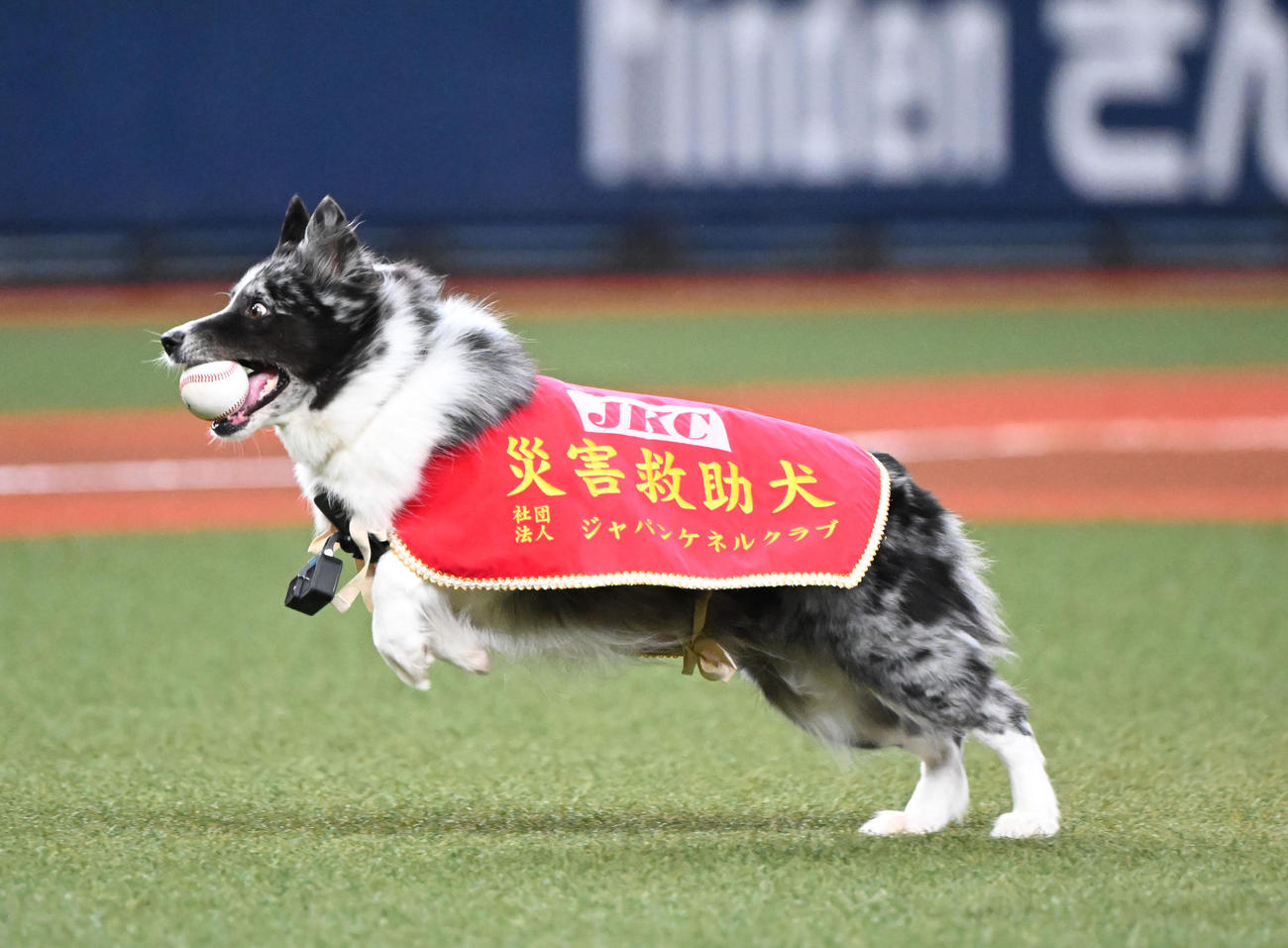 オリックス対日本ハム　特別始球式を行う災害救助犬「アッシュ」と訓練士の中野汀彩さん（撮影・和賀正仁）