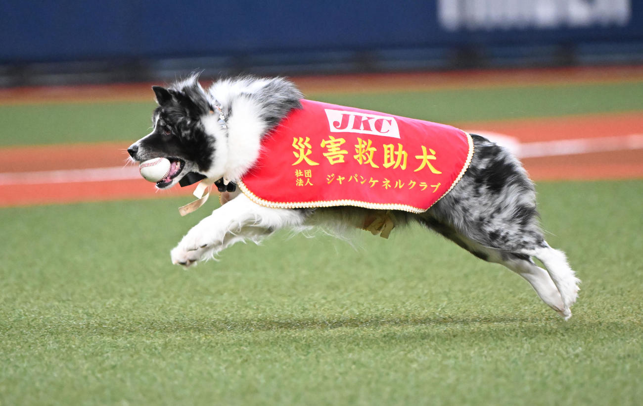 オリックス対日本ハム　特別始球式を行う災害救助犬「アッシュ」と訓練士の中野汀彩さん（撮影・和賀正仁）