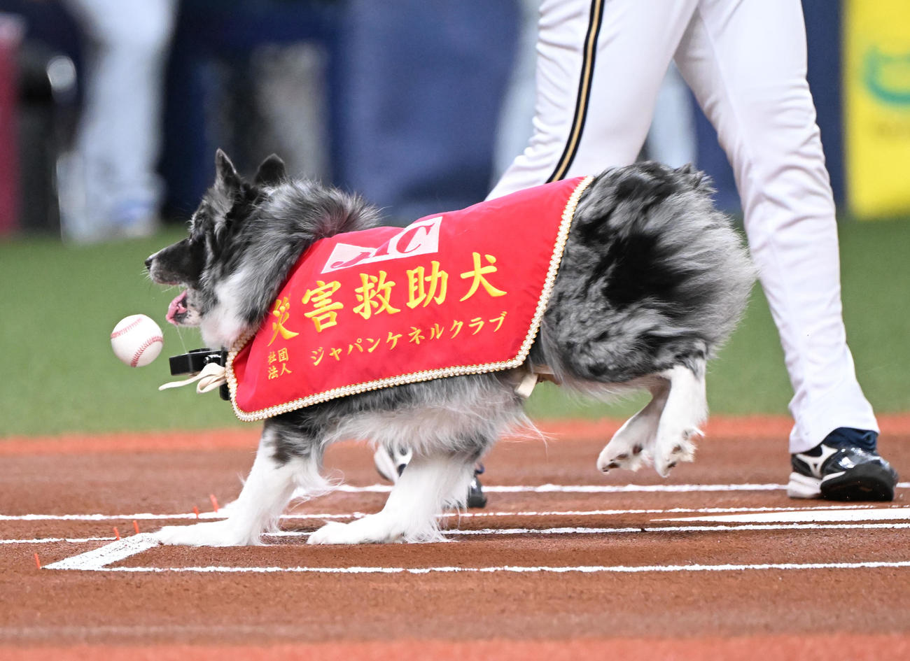 オリックス対日本ハム　特別始球式を行う災害救助犬「アッシュ」と訓練士の中野汀彩さん（撮影・和賀正仁）