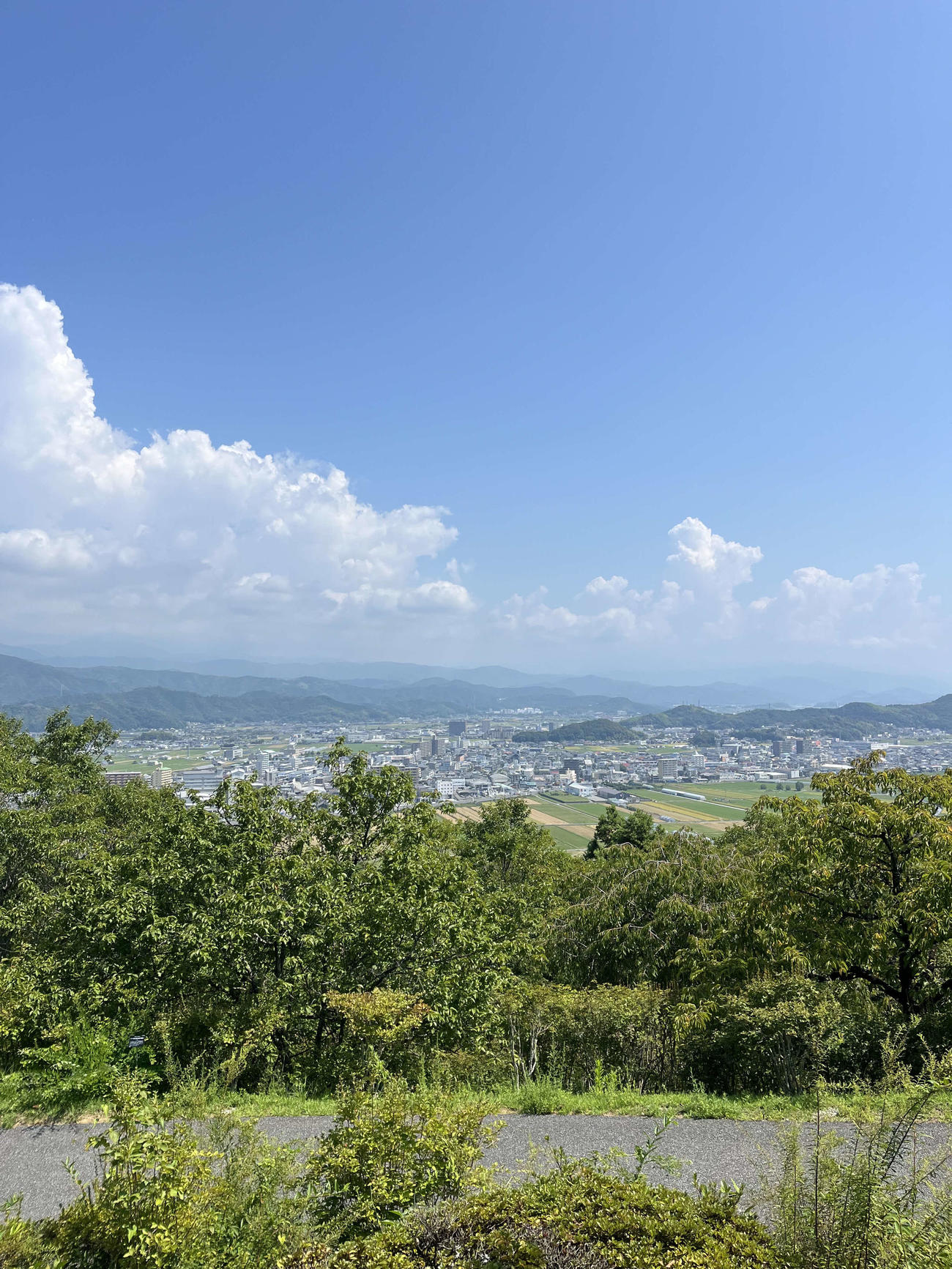 「高知県立牧野植物園」から阪神藤川監督が見た高知の街の風景（撮影・磯綾乃）