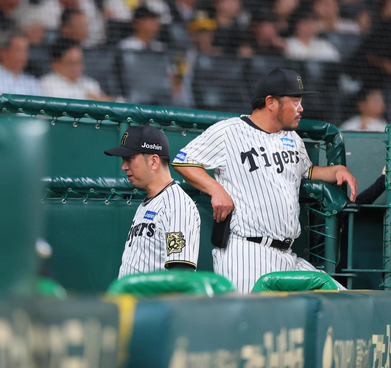 阪神対DeNA 8回裏阪神2死、藤川監督は岩貞に代打豊田を送りベンチに引き揚げる。右は小谷野打撃チーフコーチ（撮影・上山淳一）