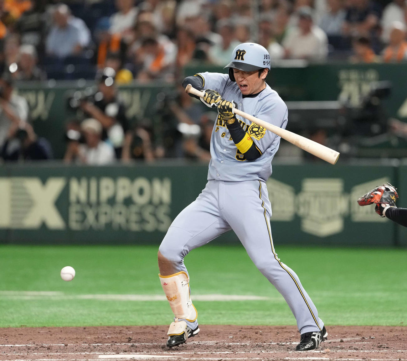 巨人対阪神　4回表阪神2死三塁、死球を受ける近本（撮影・井上学）