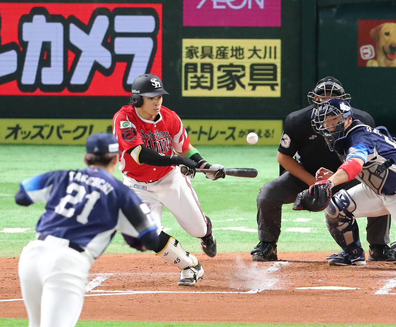 ソフトバンク対西武　2回裏ソフトバンク無死一、二塁、谷川原は送り犠打を狙うがセーフとなり内野安打となる（撮影・梅根麻紀）