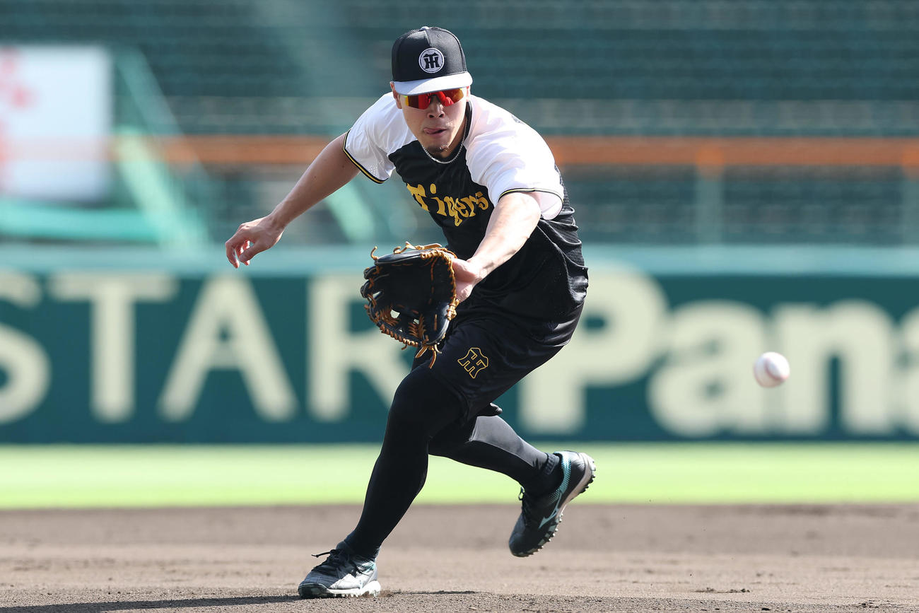 阪神対DeNA　試合前練習でノックを受ける阪神佐藤輝（撮影・前田充）