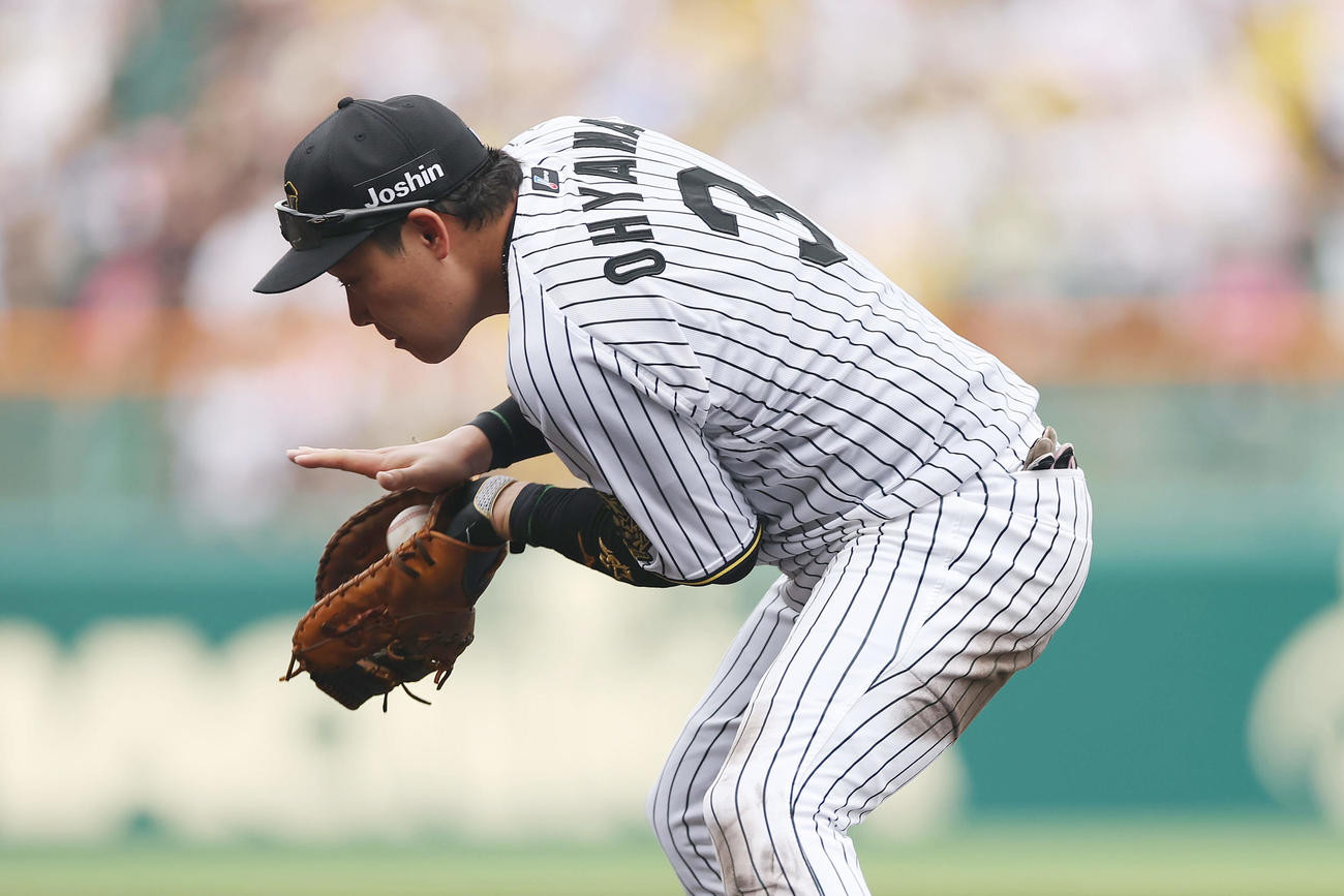 阪神対DeNA 4回表DeNA2死二塁、度会の一ゴロをさばく大山（撮影・前田充）