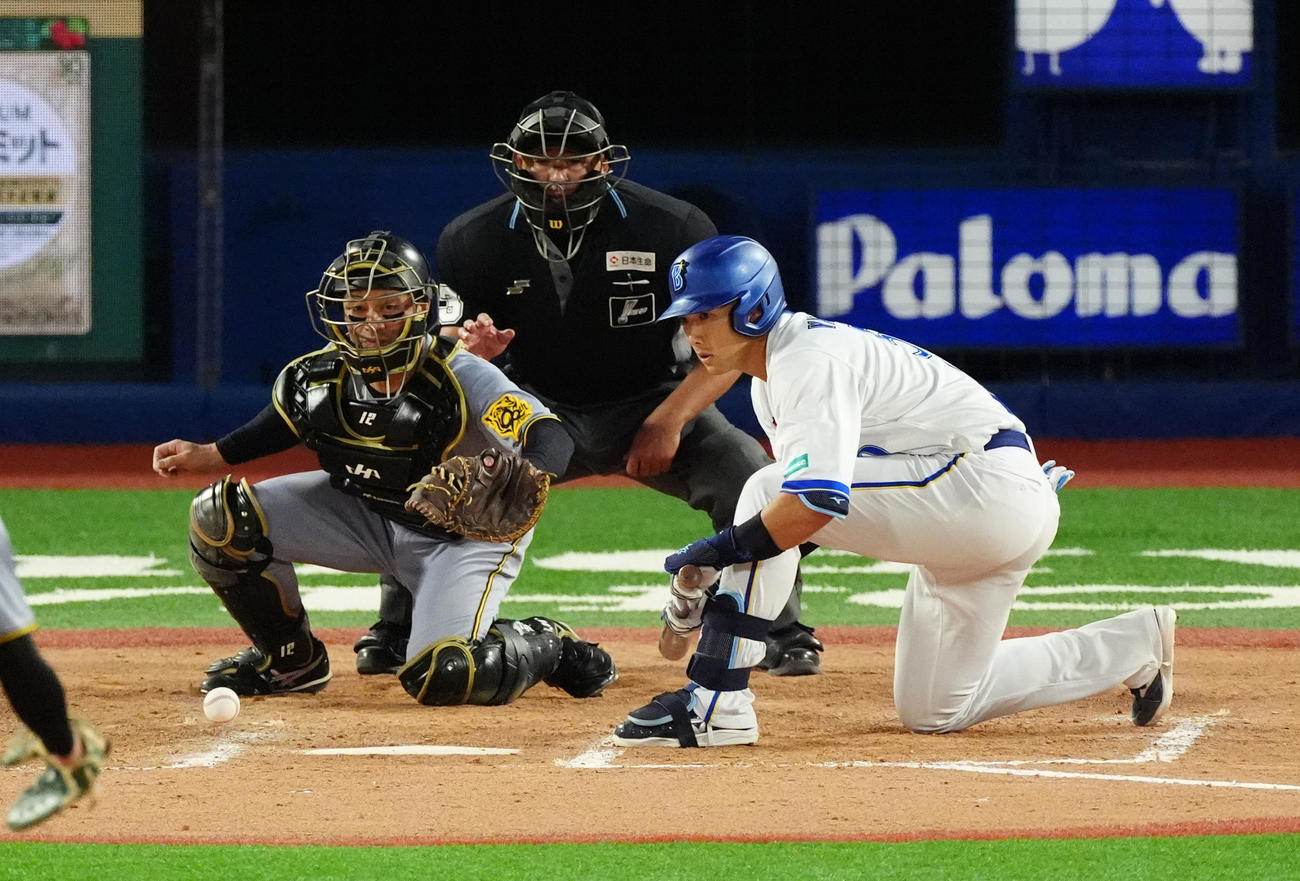 DeNA対阪神　11回裏DeNA無死一塁、投前にバントした山本（右）は捕手坂本から走塁妨害を受けたとの判定でセーフとなる（撮影・清水貴仁）