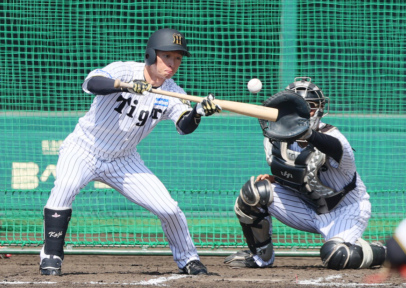 阪神近本はケース打撃で投前犠打を決める（撮影・上山淳一）