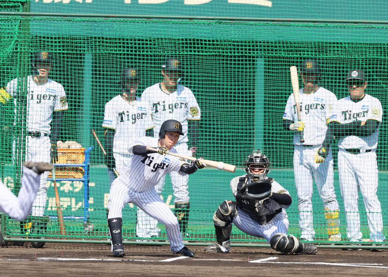 ケース打撃でバントする阪神近本（撮影・上山淳一）