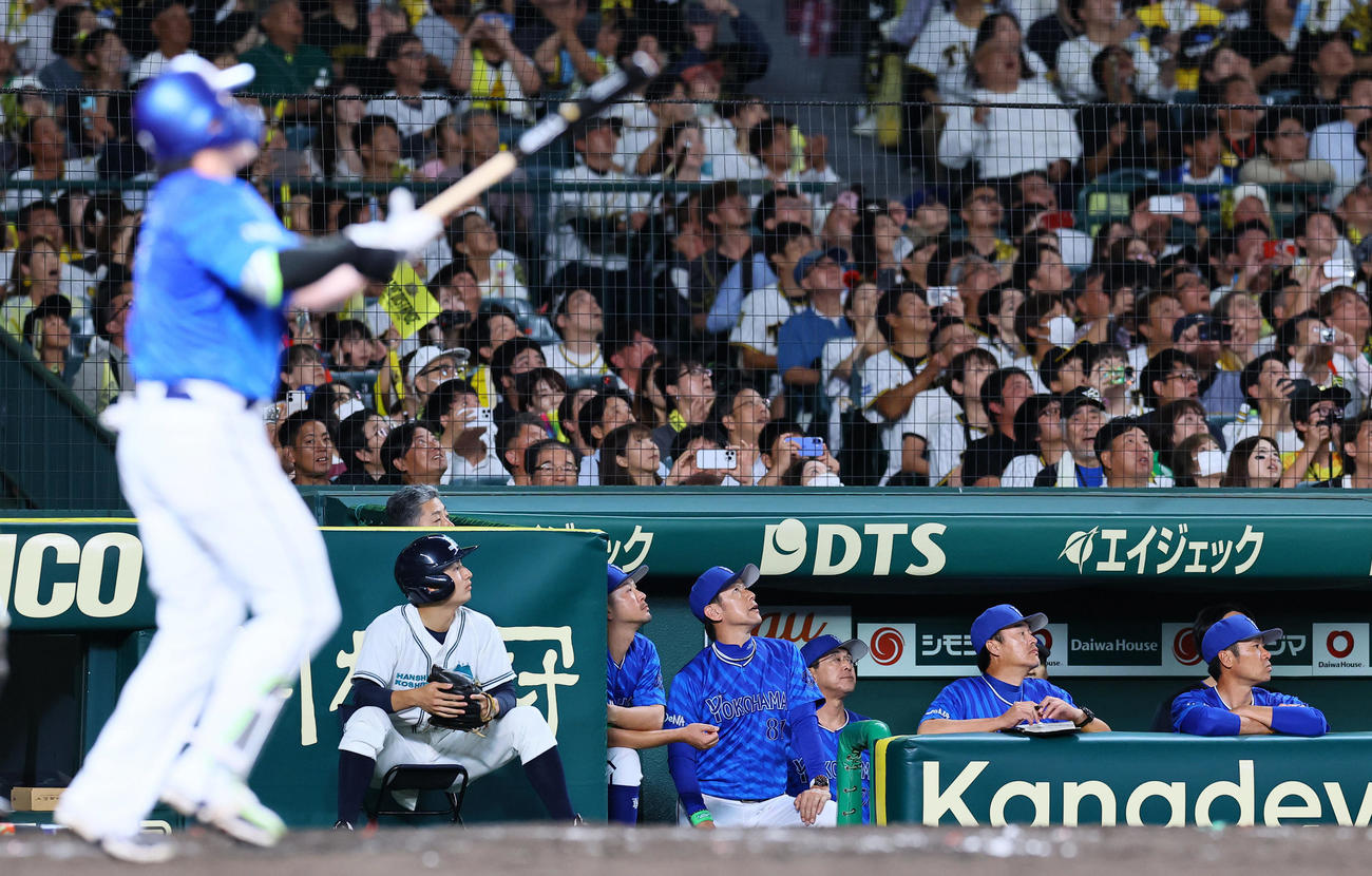 阪神対DeNA 9回表DeNA2死、佐野が邪飛に倒れ、打球を見つめる三浦監督（中央）（撮影・藤尾明華）