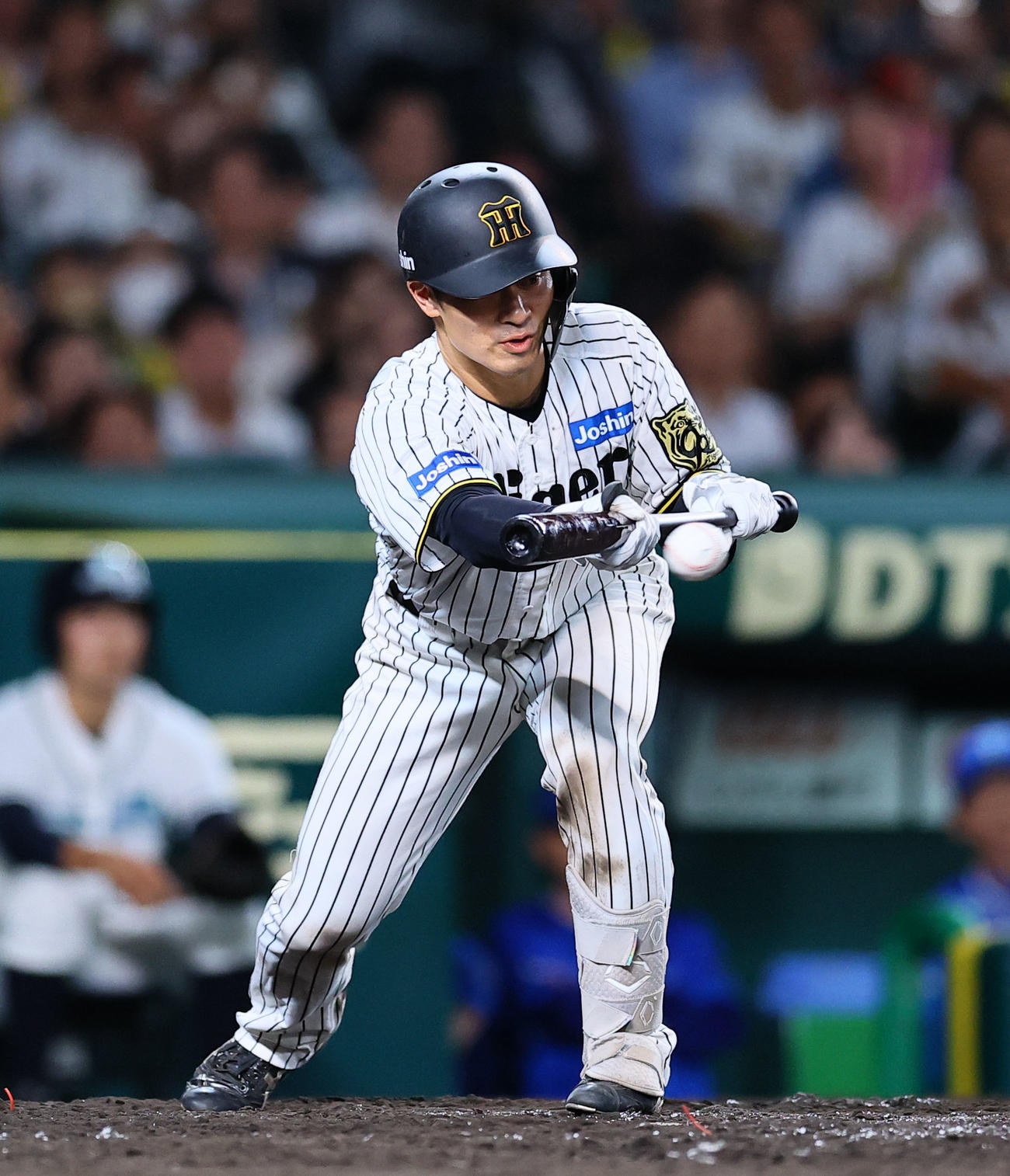 阪神対DeNA 5回裏阪神無死一塁、坂本は投前犠打を決める（撮影・藤尾明華）