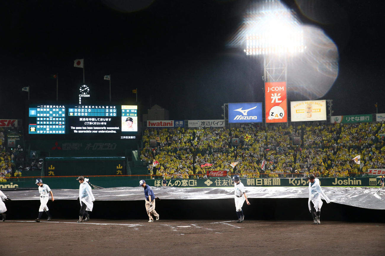 阪神対DeNA　雨がやみグラウンドのシートをはがす阪神園芸の職員たち（撮影・上山淳一）