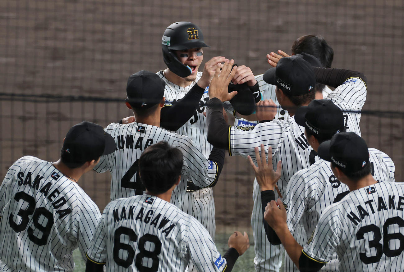 阪神対DeNA 8回、同点適時打を放った佐藤輝はナインとハイタッチをする（撮影・上田博志）
