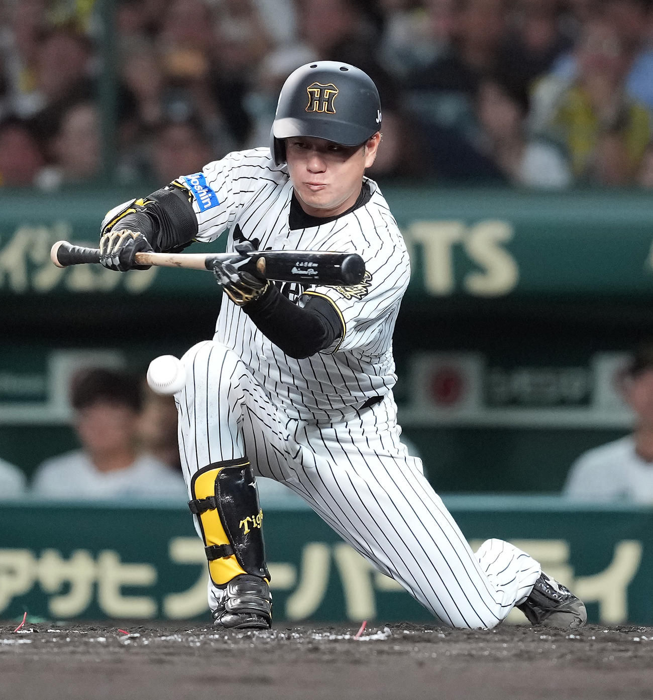 阪神対DeNA 4回裏阪神1死一塁、送りバントを決める高橋（撮影・たえ見朱実）