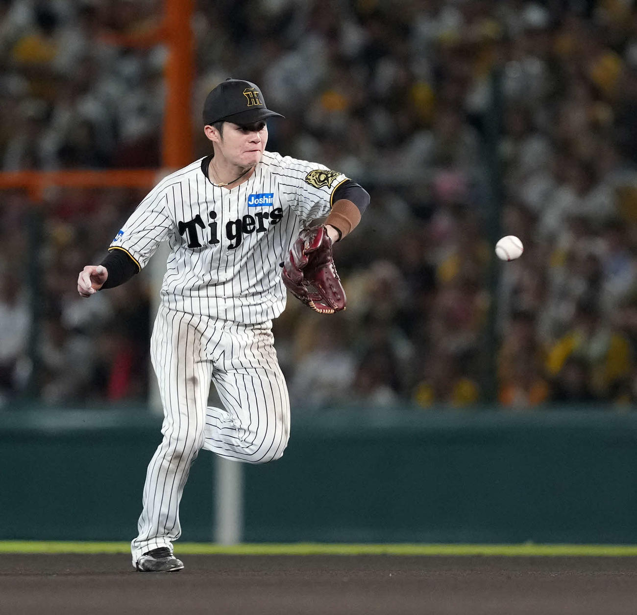 阪神対DeNA 6回表DeNA2死、蝦名の打球好捕する二塁手中野（撮影・たえ見朱実）