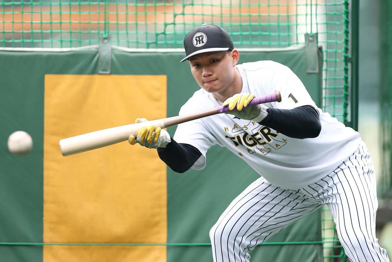 バント練習を行う阪神森下（撮影・前田充）
