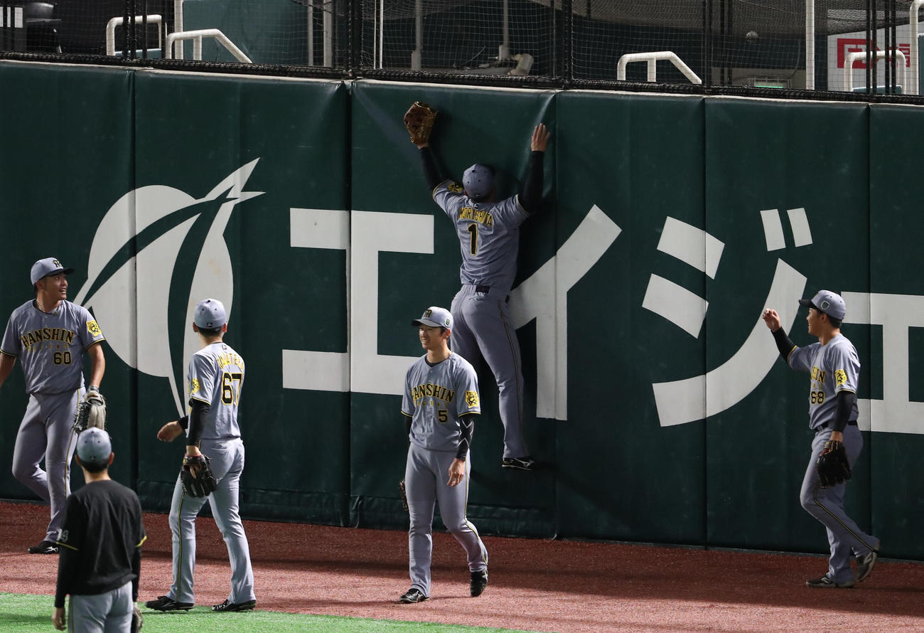 外野フェンスに当たってみて感触を確かめる森下（撮影・梅根麻紀）