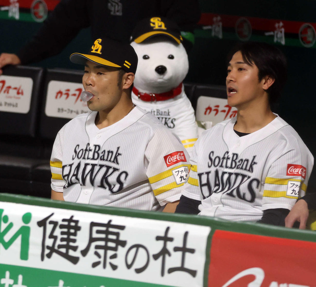 ソフトバンク対阪神　お父さん犬を背にガムをふくらませるソフトバンク近藤（左）。右は柳町（撮影・浅見桂子）