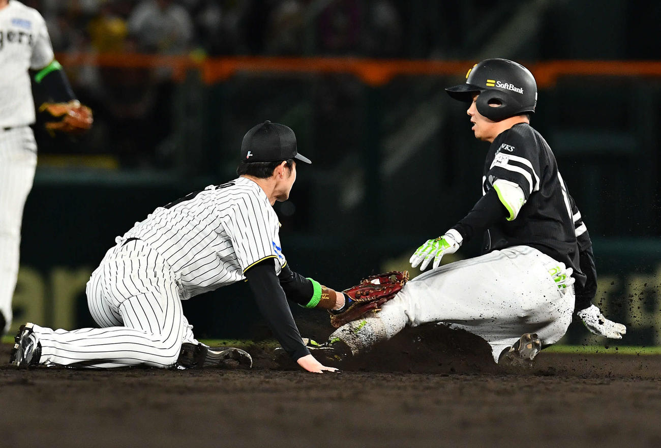 阪神対ソフトバンク　5回表ソフトバンク無死二塁、一ゴロで二塁走者の牧原大が挟まれる間に二塁を狙うもタッチアウトとなった海野（撮影・岩下翔太）