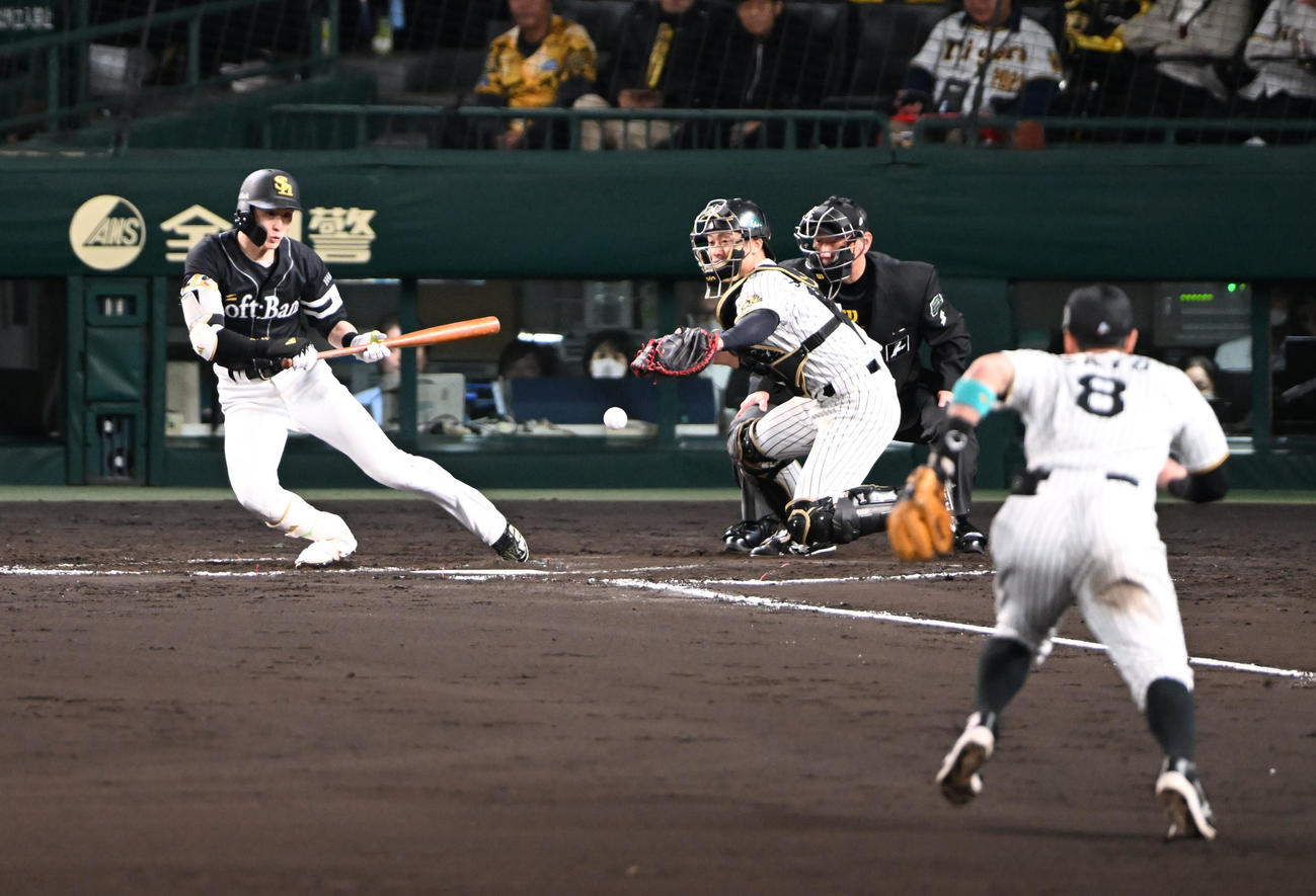 阪神対ソフトバンク　8回表ソフトバンク1死一塁、三塁前にセーフティーバントを決める周東（撮影・和賀正仁）