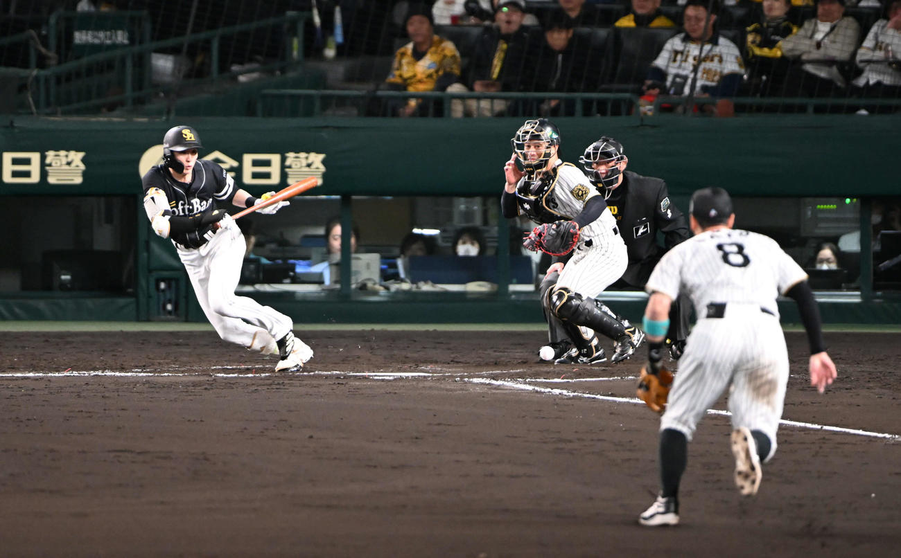 阪神対ソフトバンク　8回表ソフトバンク1死一塁、三塁前にセーフティーバントを決める周東（撮影・和賀正仁）