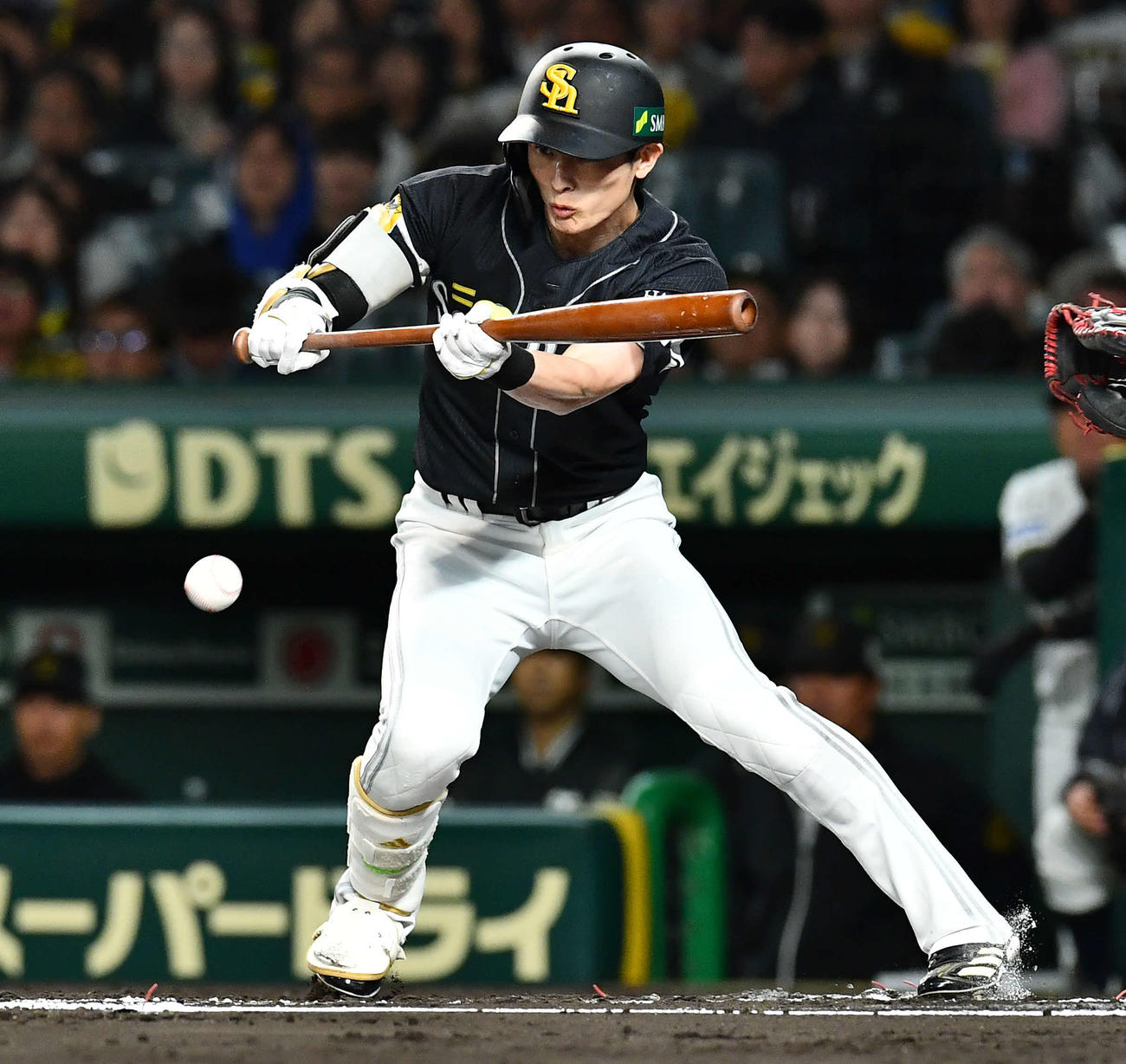 阪神対ソフトバンク　6回表ソフトバンク無死一塁、三塁前へ犠打を成功させる周東（撮影・岩下翔太）