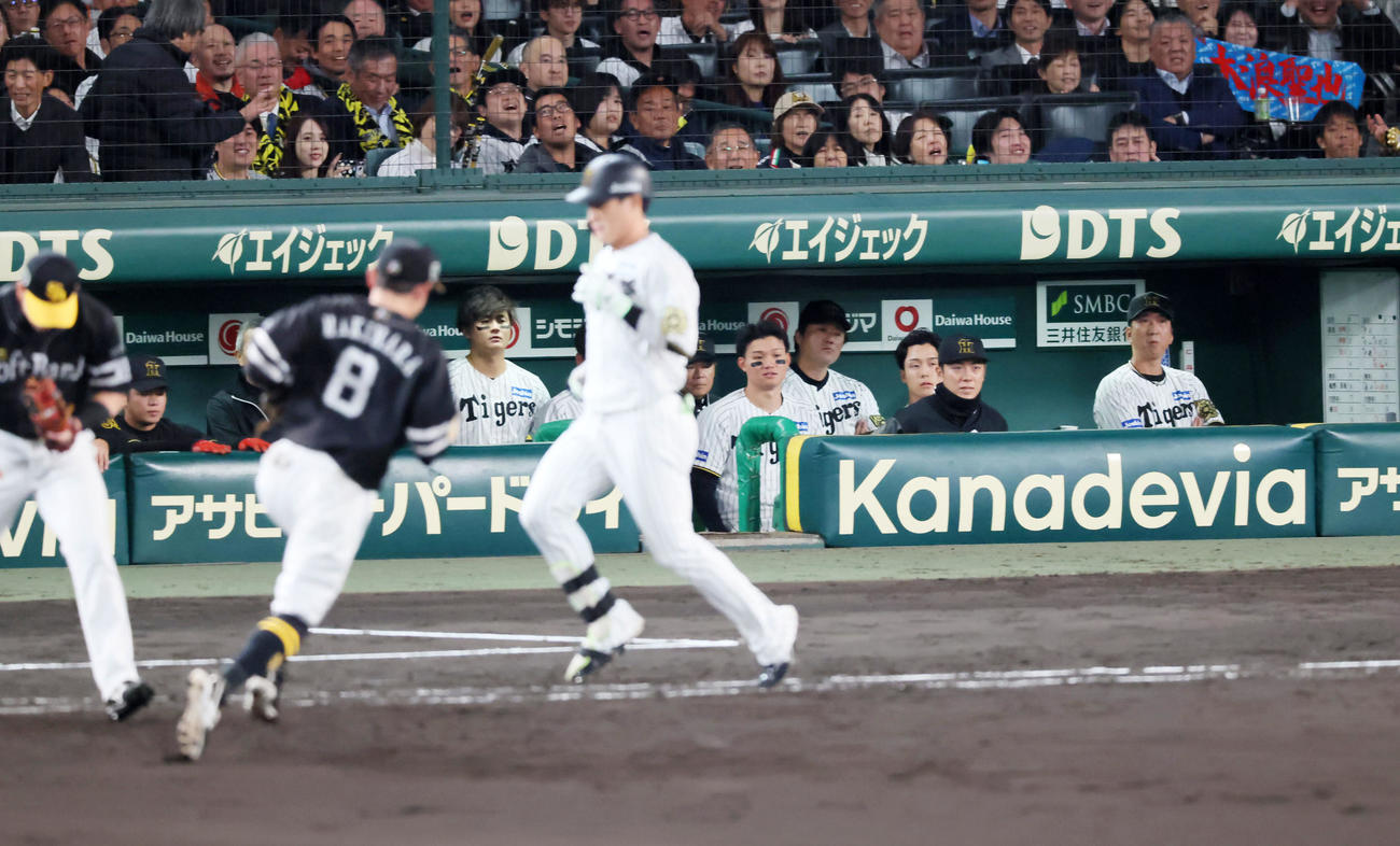 阪神対ソフトバンク　9回裏阪神2死、代打木浪の二ゴロをベンチで見るナインと右端は藤川監督（撮影・加藤哉）