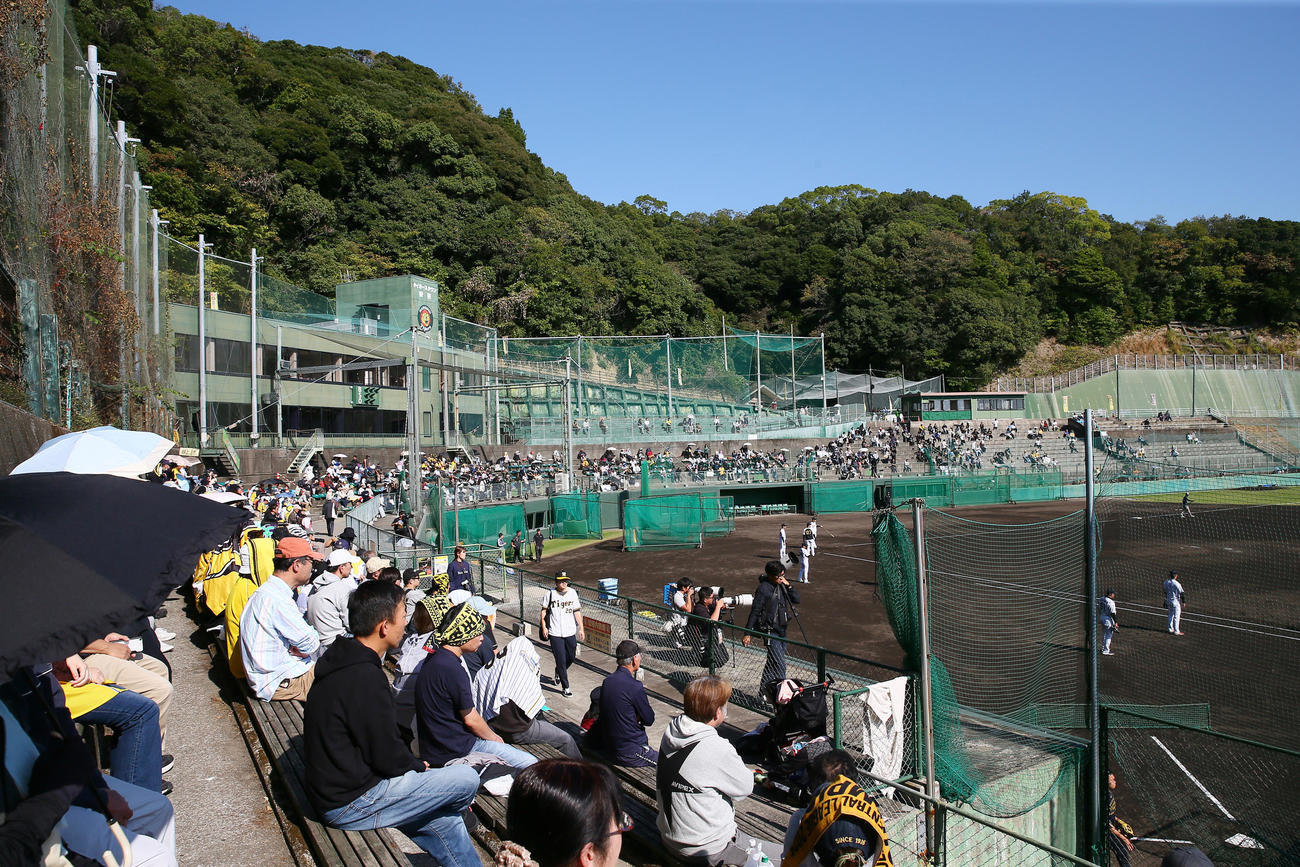 多くのファンが訪れる安芸の阪神秋季キャンプ（撮影・上山淳一）