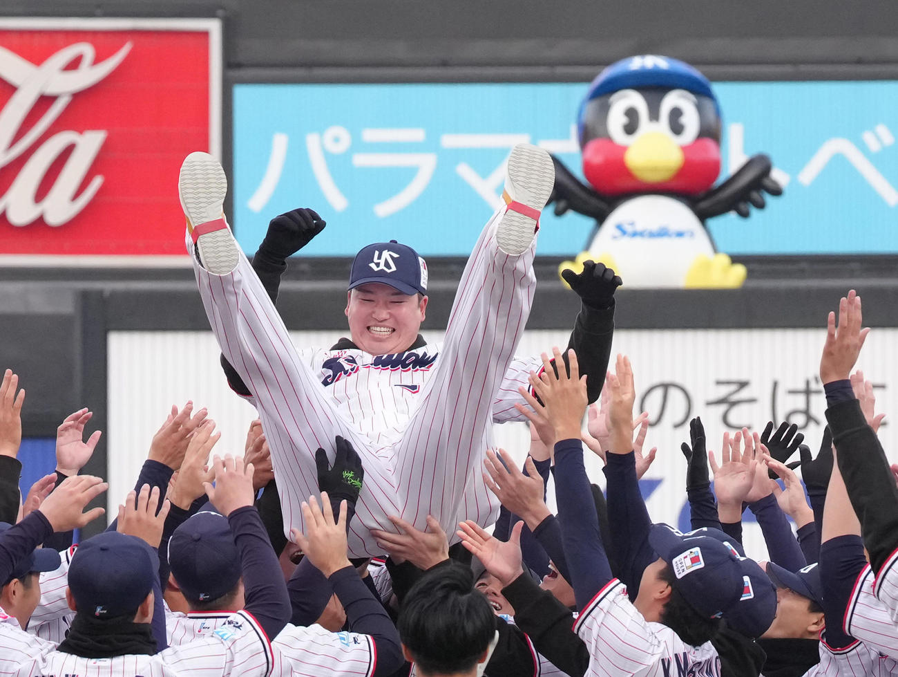 胴上げされるヤクルト村上（撮影・足立雅史）