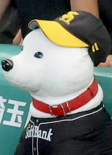 試合中、戦況を見守るお父さん犬（2025年撮影）
