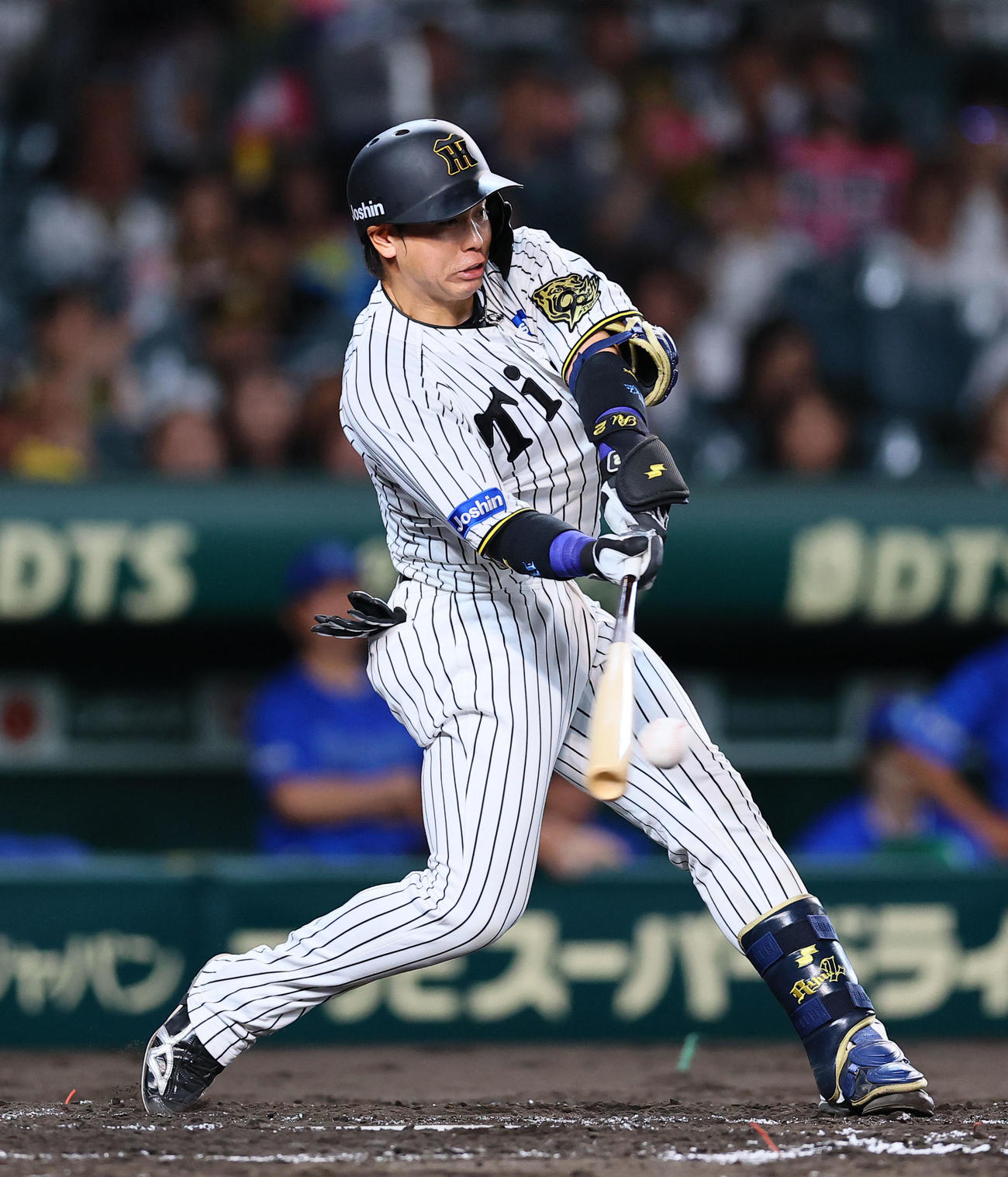 阪神梅野隆太郎（2025年撮影）