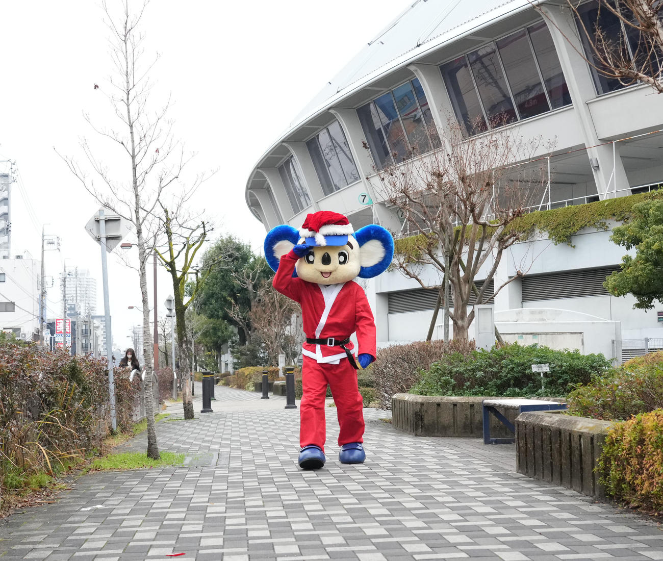 サンタクロース衣装で球団事務所に向かうドアラ（撮影・森本幸一）