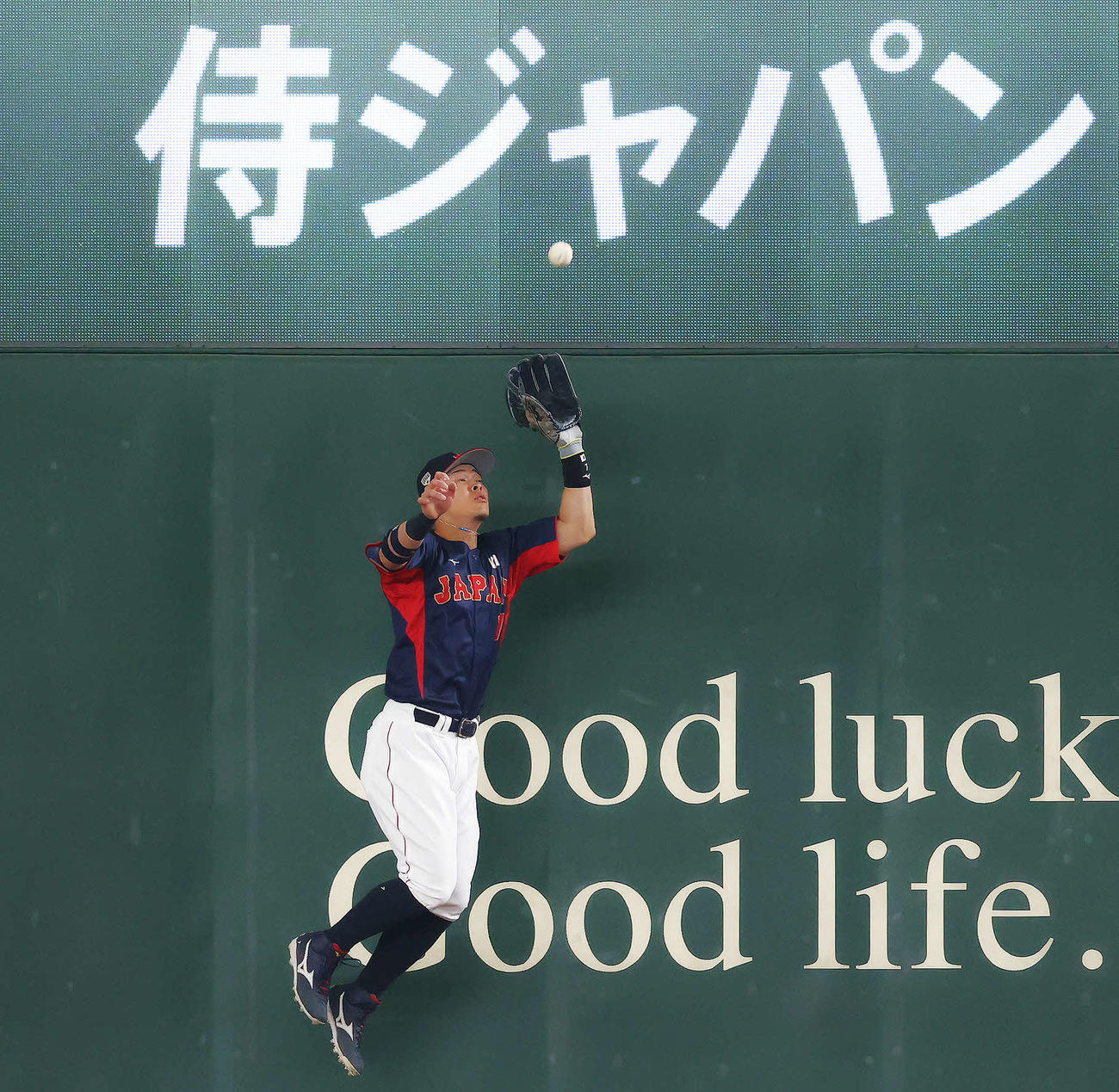 22年11月、巨人との強化試合でフェンス際の大飛球をを好捕する佐藤輝