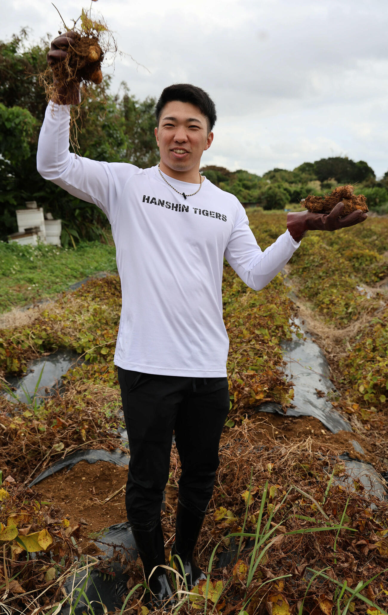 沖縄在来の山芋であるクーガ芋を掘り、笑顔の阪神石井（撮影・西尾就之）
